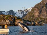 Walbeobachtung Lofoten: Ihr ultimativer Guide